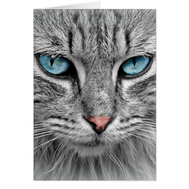 Gris Long Cheveux Chat Bleu Vert yeux Animaux (Devant)
