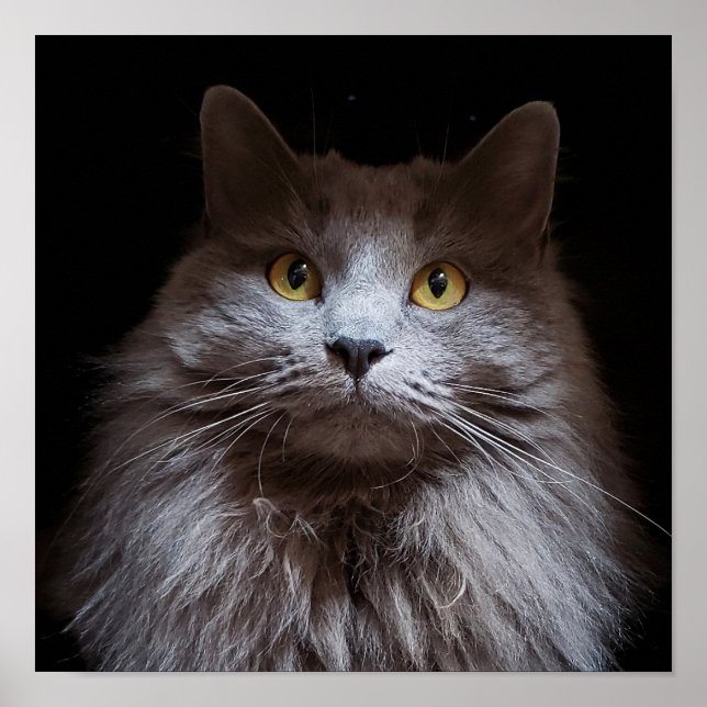 Gris Nebelung cheveux longs Russe Blue Chat Poster (Devant)