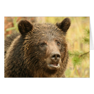 Grizzli de Yellowstone