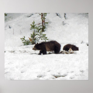 Grizzlies in the Snow Poster Print