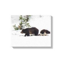 Grizzlies in the Snow Stretched Canvas