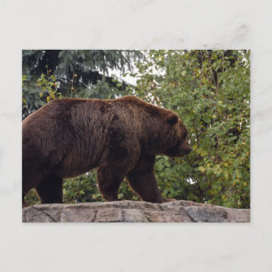 grizzly-bear-007 postcard