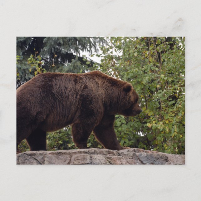 grizzly-bear-007 postcard (Front)