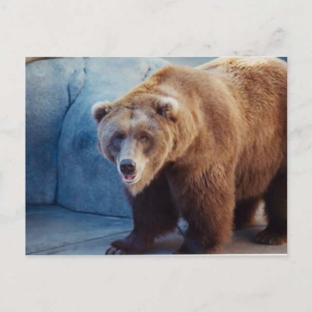 Grizzly Bear 1 Postcard (Front)