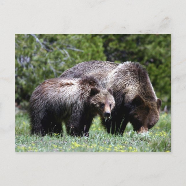 Grizzly Bear and Cub Postcard (Front)