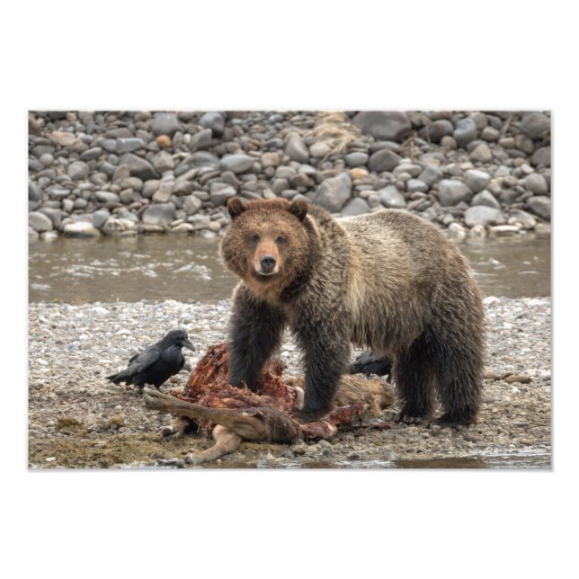 Grizzly Bear and Raven Photo Print (Front)