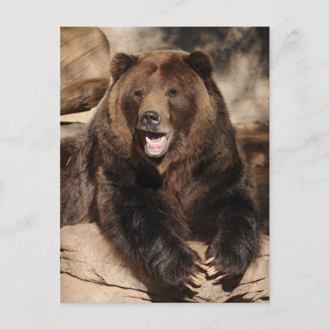Grizzly Bear Boar Postcard (Front)