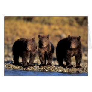 Grizzly bear, brown bear, cubs, Katmai National
