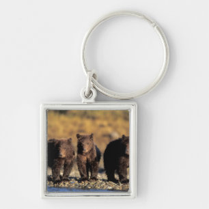 Grizzly bear, brown bear, cubs, Katmai National Keychain