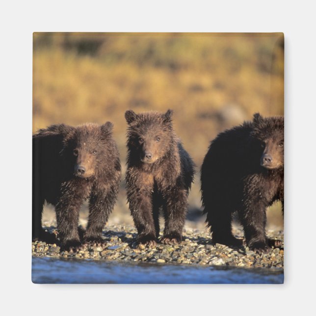 Grizzly bear, brown bear, cubs, Katmai National Magnet (Front)