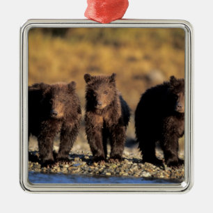 Grizzly bear, brown bear, cubs, Katmai National Metal Ornament