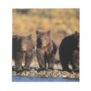 Grizzly bear, brown bear, cubs, Katmai National Notepad