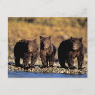 Grizzly bear, brown bear, cubs, Katmai National Postcard