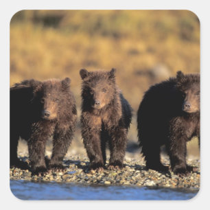Grizzly bear, brown bear, cubs, Katmai National Square Sticker