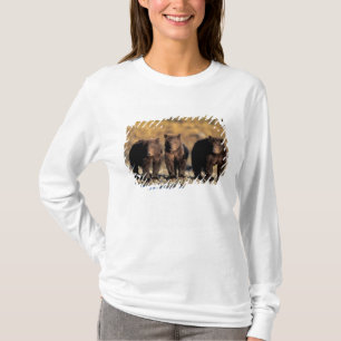Grizzly bear, brown bear, cubs, Katmai National T-Shirt