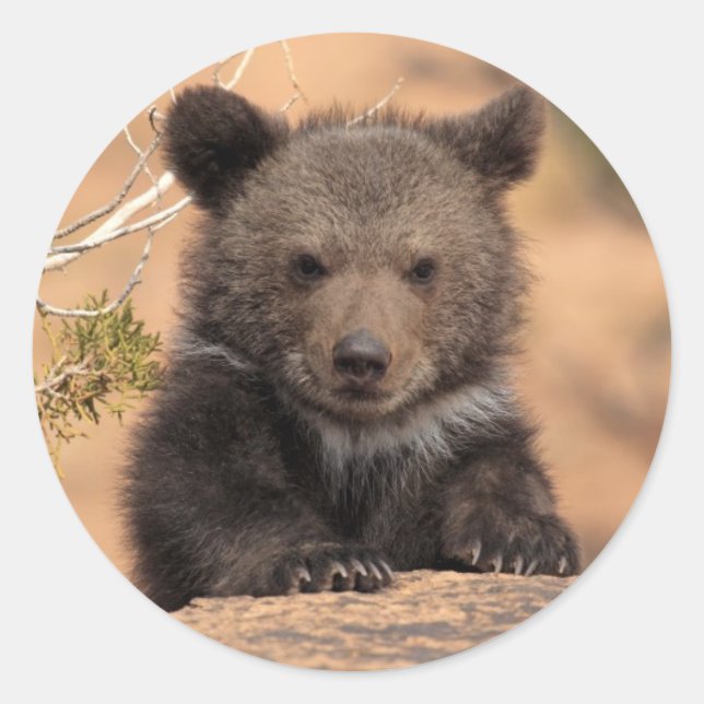 Grizzly Bear Cub Classic Round Sticker (Front)