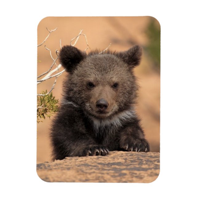 Grizzly Bear Cub Magnet (Vertical)