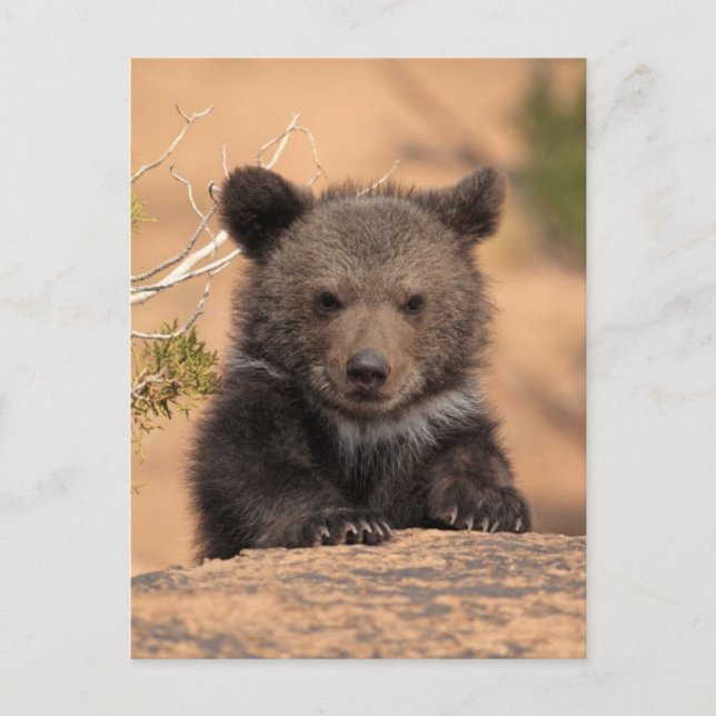 Grizzly Bear Cub Postcard (Front)