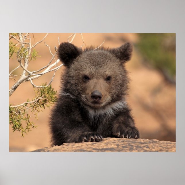 Grizzly Bear Cub Poster (Front)