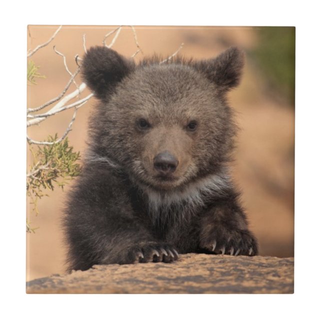 Grizzly Bear Cub Tile (Front)
