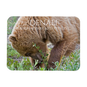 Grizzly Bear Foraging, Denali National Park Magnet