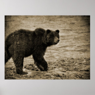 Grizzly Bear in Antique Poster