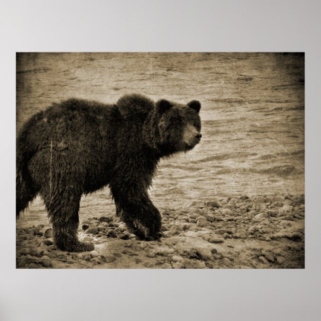 Grizzly Bear in Antique Poster (Front)