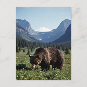 Grizzly Bear in Glacier National Park Travel Postcard