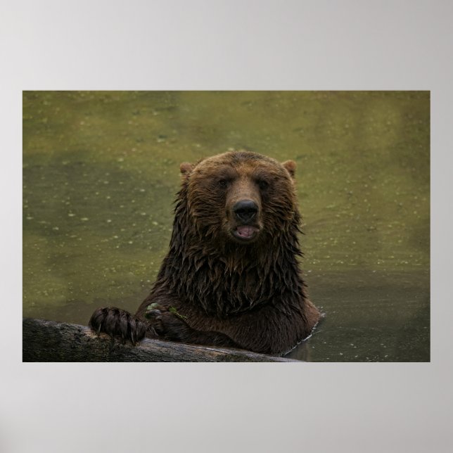 Grizzly Bear In The Water Poster (Front)
