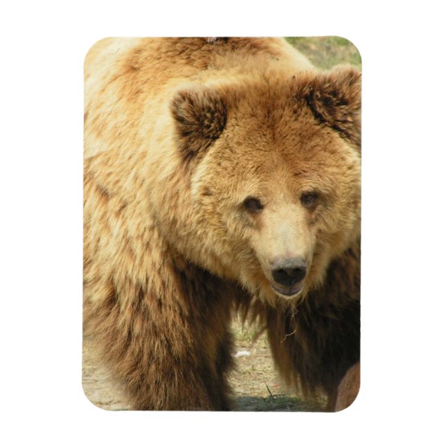Grizzly Bear Magnet (Vertical)