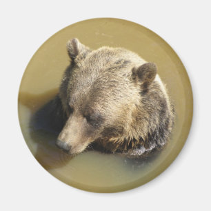 Grizzly Bear Magnet