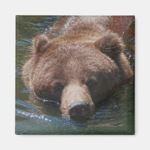 Grizzly Bear Magnet