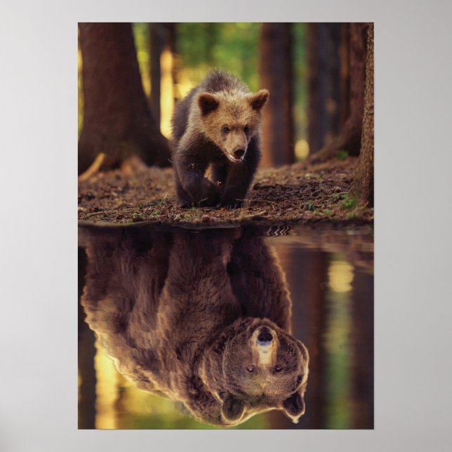 Grizzly Bear Mindset - Cub Water Reflection Poster (Front)