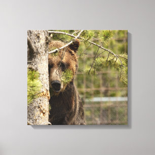 GRIZZLY BEAR PEEKING PHOTOGRAPHY WRAPPED CANVAS