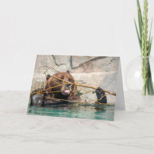 Grizzly Bear Playing in the water Thank You Card