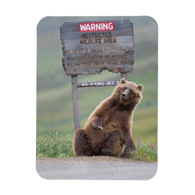 Grizzly Bear Plays With Sign Magnet (Vertical)