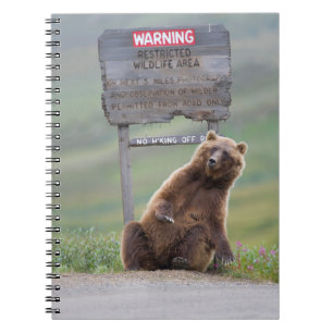 Grizzly Bear Plays With Sign Notebook