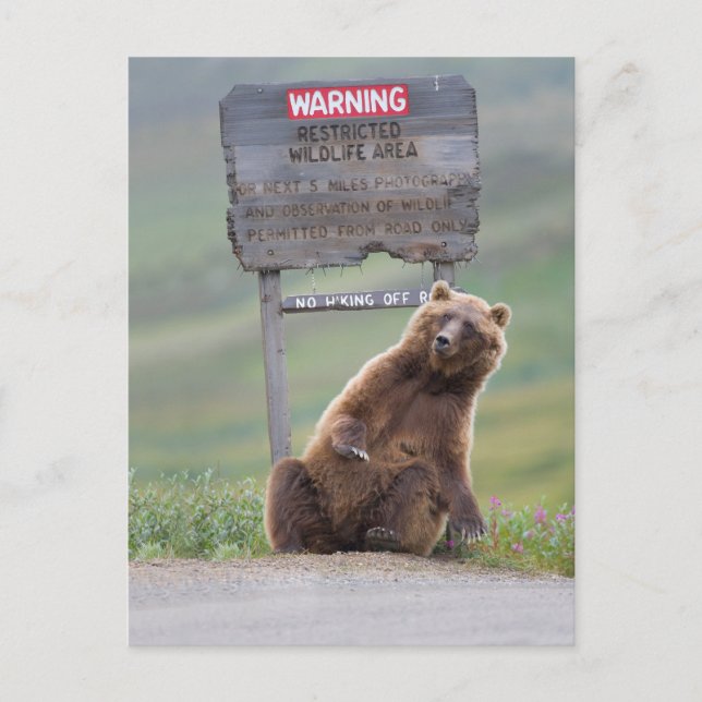 Grizzly Bear Plays With Sign Postcard (Front)