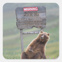 Grizzly Bear Plays With Sign