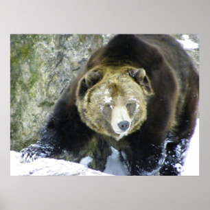 Grizzly Bear Portrait In Snow Poster