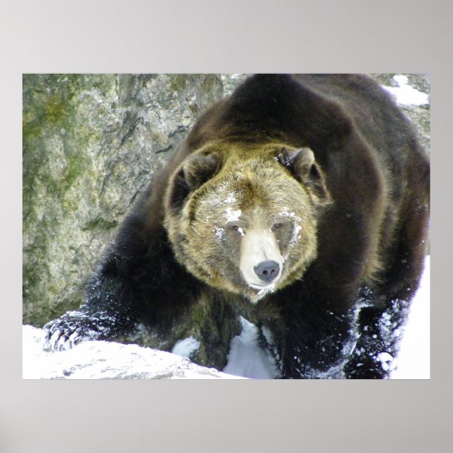 Grizzly Bear Portrait In Snow Poster (Front)