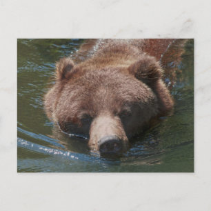 Grizzly Bear Postcard