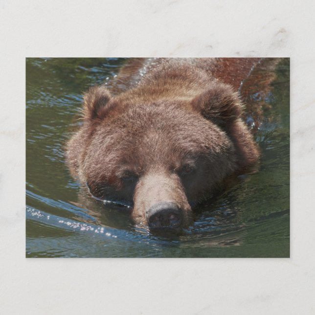 Grizzly Bear Postcard (Front)