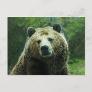 Grizzly bear postcard