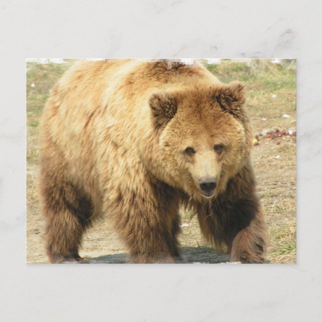 Grizzly Bear Postcard (Front)