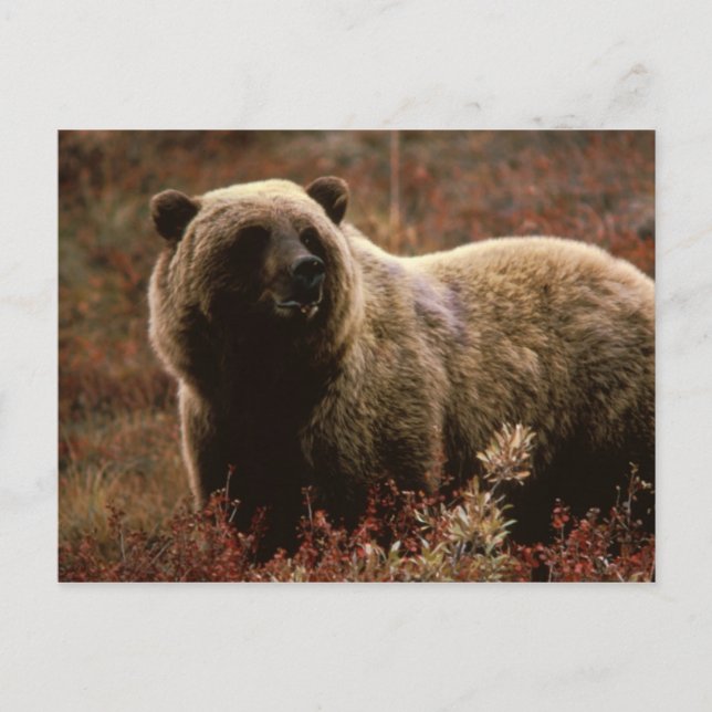 grizzly bear postcard (Front)