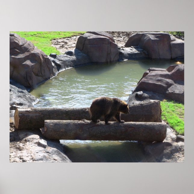 Grizzly Bear Poster (Front)