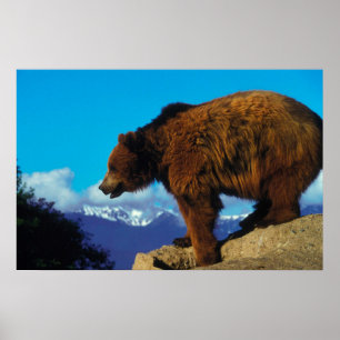 Grizzly Bear Poster