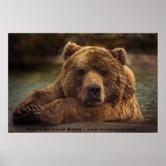 Grizzly Bear Poster