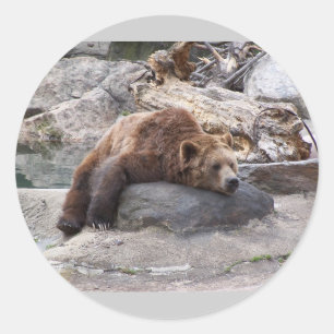 Grizzly Bear Resting On Rock Classic Round Sticker